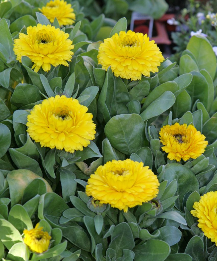 Yellow Calendula plants in bloom.