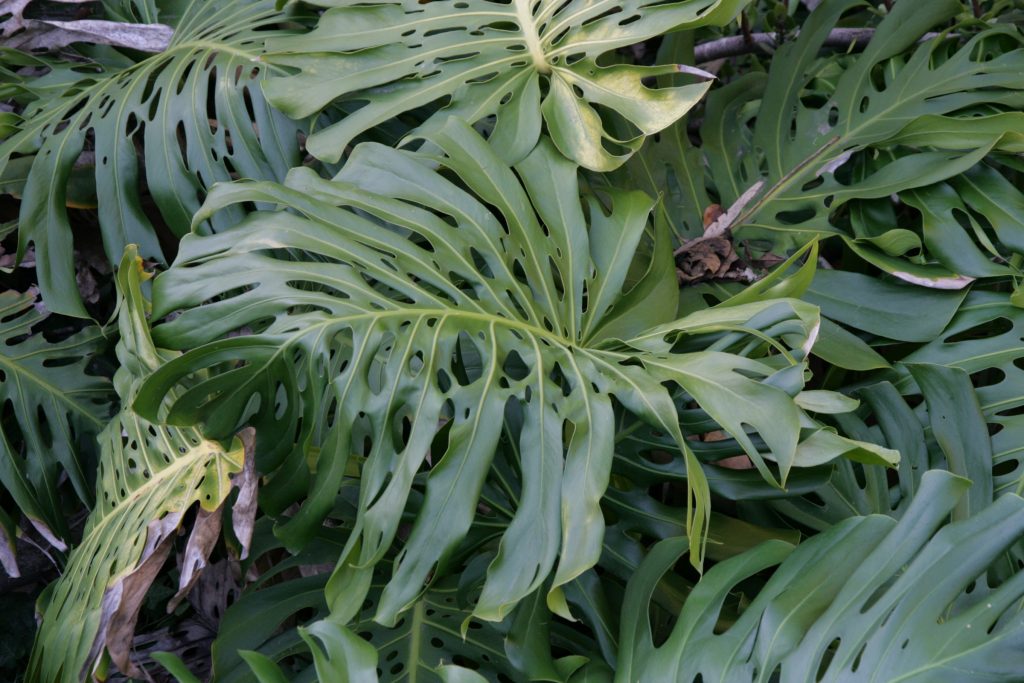 Swiss-Cheese Plant, Monstera deliciosa