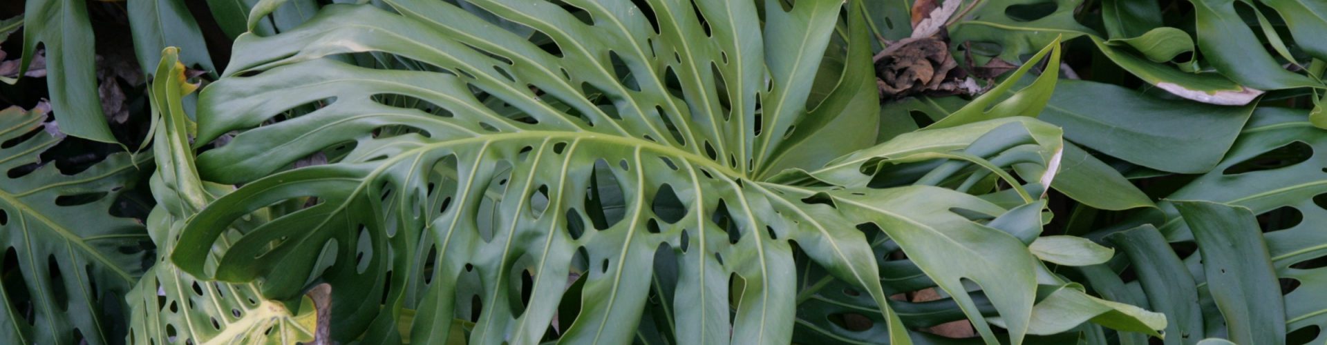 image of plant