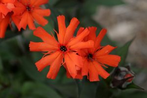 Lychnis Arkwrightii Vesuvius Wisconsin Horticulture