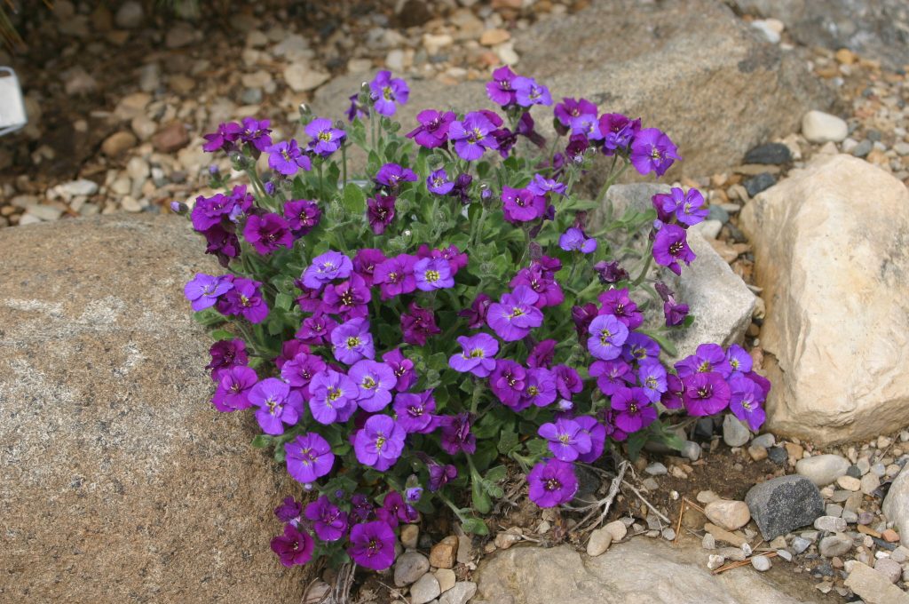 Early Gems in the Rock Garden
