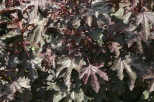 San Francisco Giants Red Hibiscus Green Tropical Leaf Cream