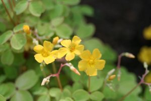 Common Yellow Woodsorrel Oxalis Stricta Wisconsin Horticulture