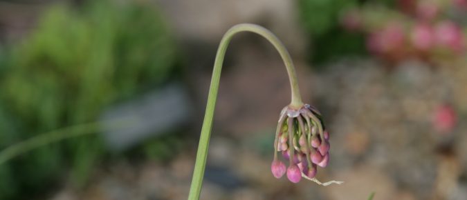 Nodding Onion, Allium cernuum
