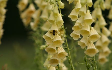 Yellow Foxglove, <em>Digitalis grandiflora</em>