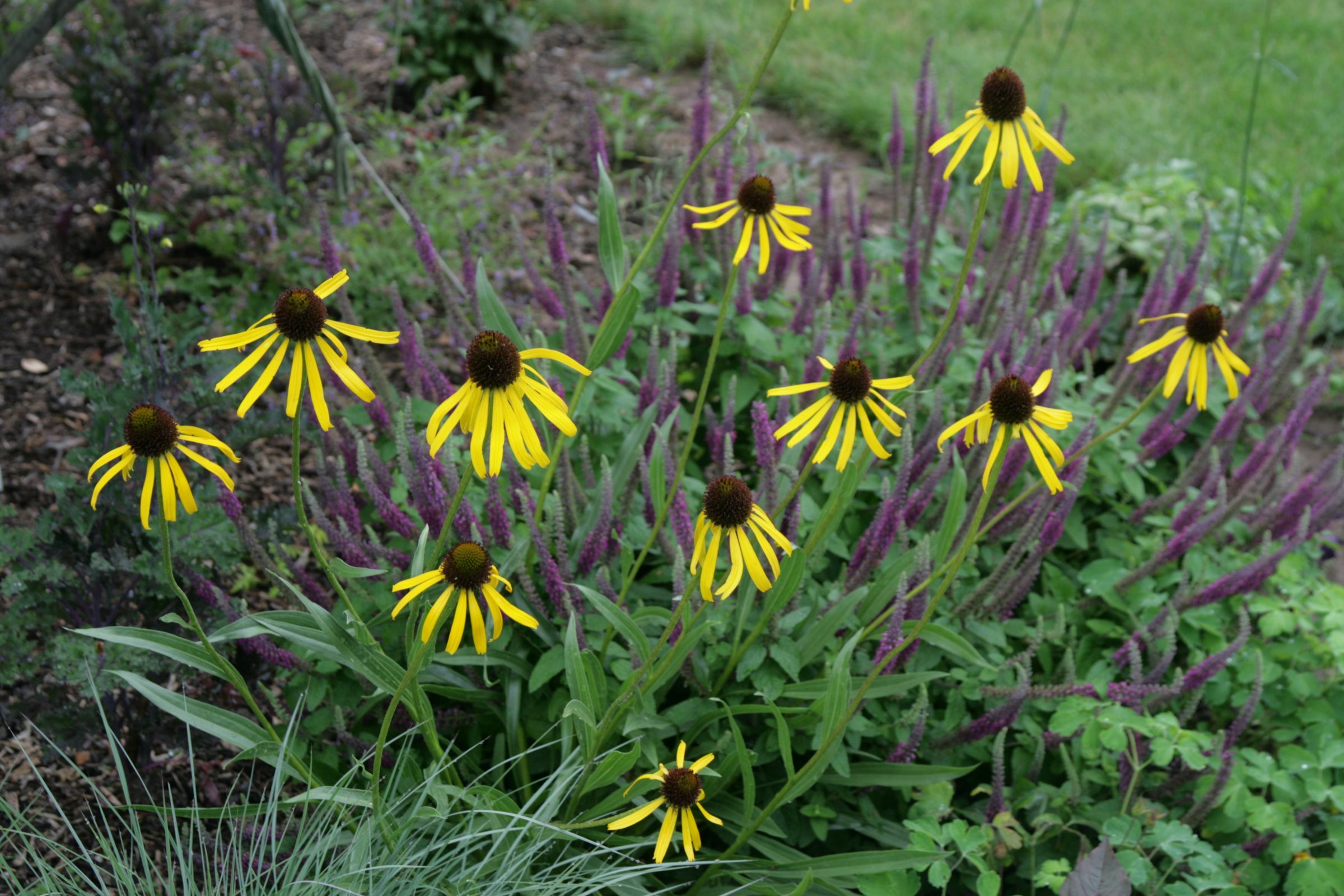 A cluster of seven yellow Coneflower, Echinacea paradoxa, in bloom