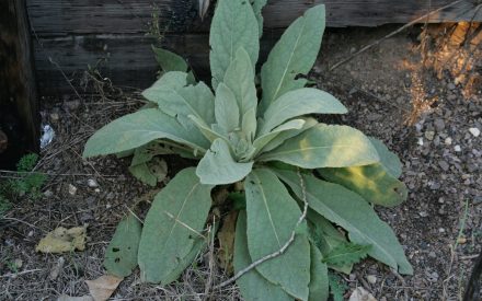 Common Mullein, <em>Verbascum thapsus</em>