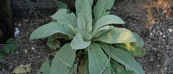 Common Mullein, Verbascum thapsus