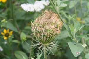 Greener Living: Queen Anne's lace, are you native enough? – The  Virginian-Pilot