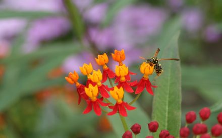 Tropical Milkweed, <em>Asclepias currasavica</em>