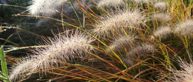 Fountain Grass, Pennisetum alopecuroides