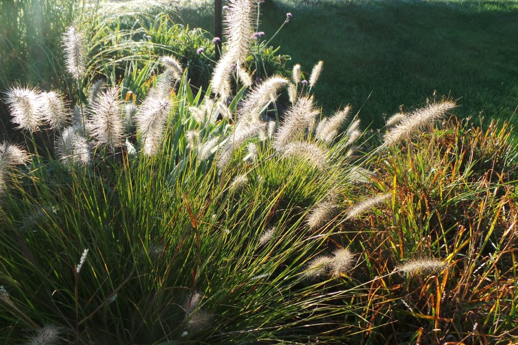 Fountain grass, Cenchrus (Pennisetum) alopecuroides