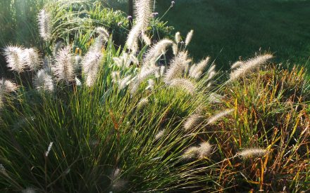 Fountain grass, <em>Cenchrus</em> (Pennisetum) <em>alopecuroides</em>