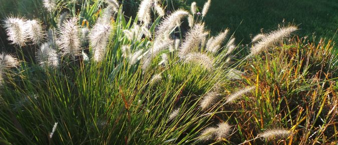 Fountain grass, Cenchrus (Pennisetum) alopecuroides