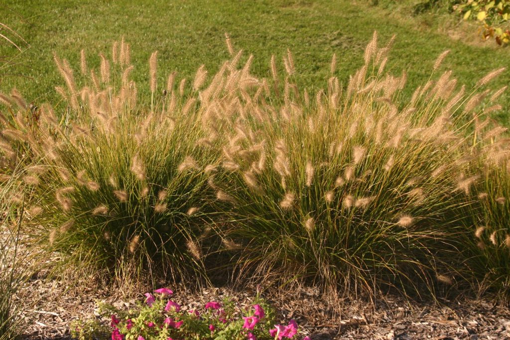 Pennisetum 'Hameln'