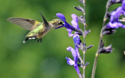 Blue Anise Sage, <em>Salvia guaranitica</em>