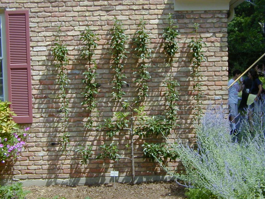 Espalier