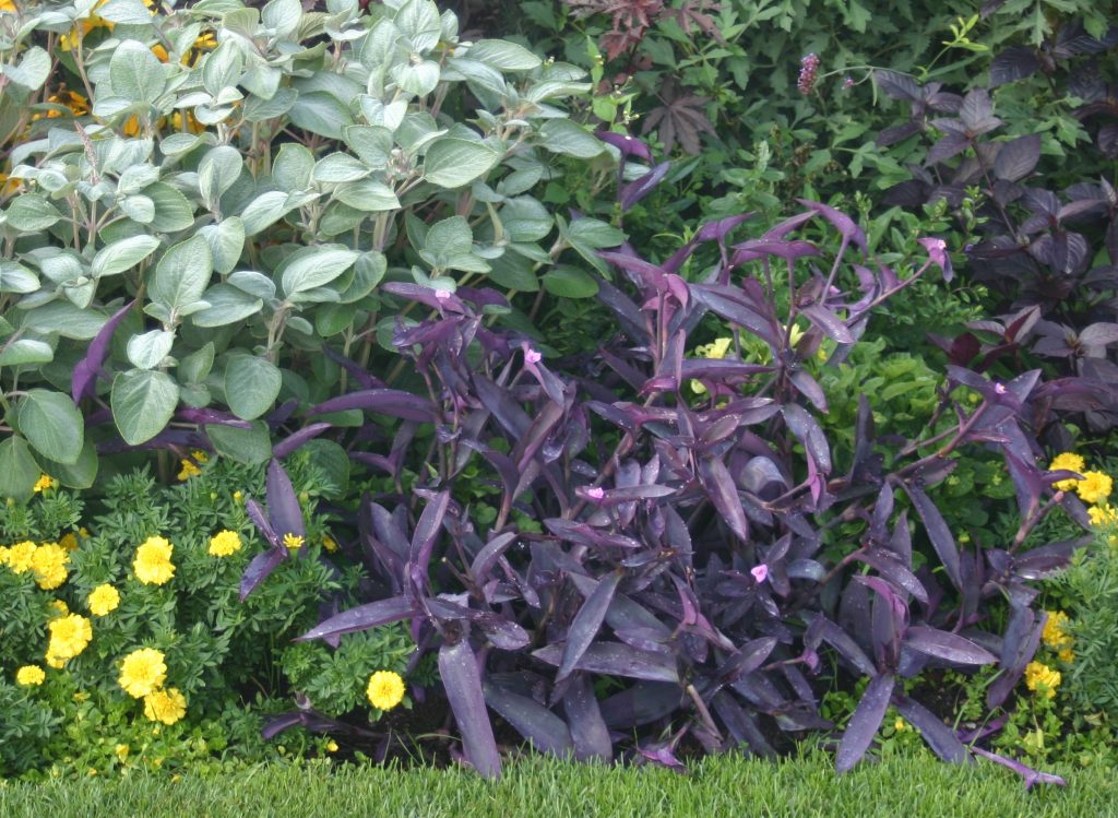 Purple Heart, Tradescantia pallida