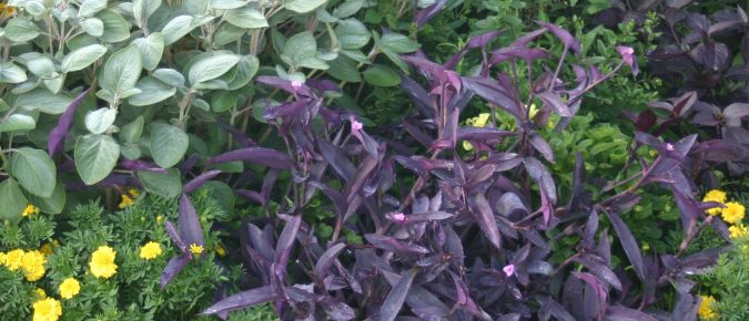 Purple Heart, Tradescantia pallida