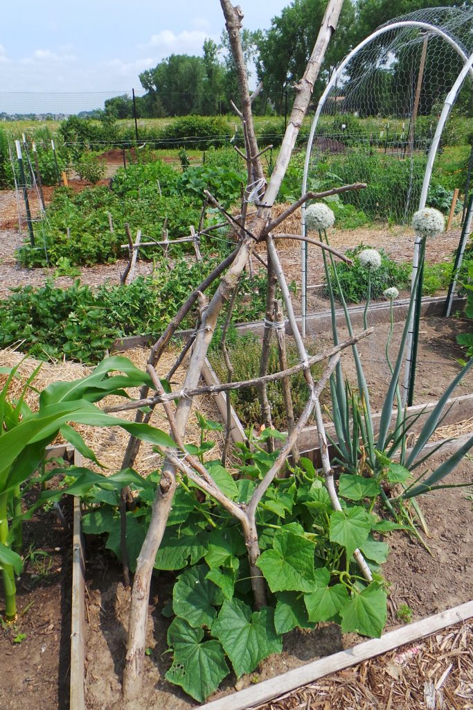 Pea-Staking