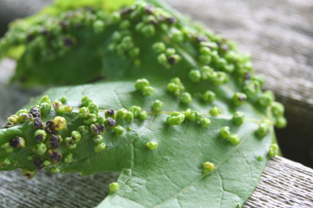 Maple Gall Mites (Eriophyidae)