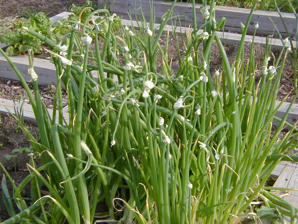 Egyptian Walking Onions