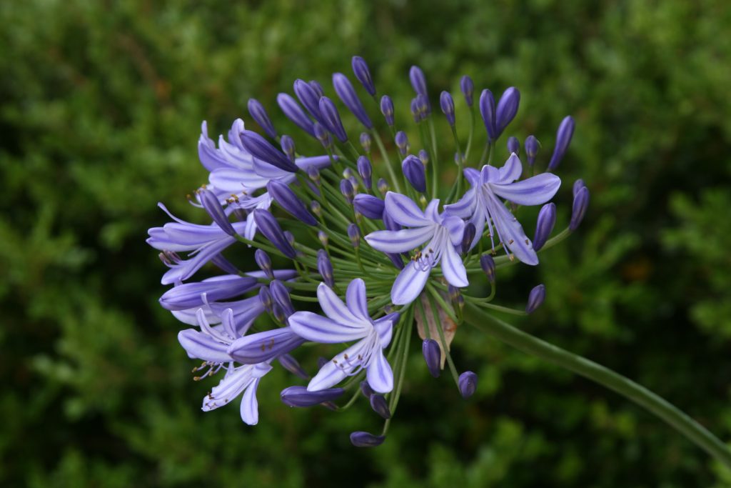 Agapanthus