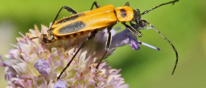 Goldenrod Soldier Beetle, Chauliognathus pensylvanicus