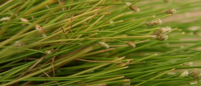 Fiber Optic Grass, Isolepis cernua