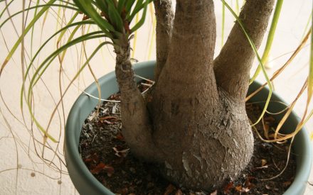 Ponytail Palm, <em>Beaucarnea recurvata</em>