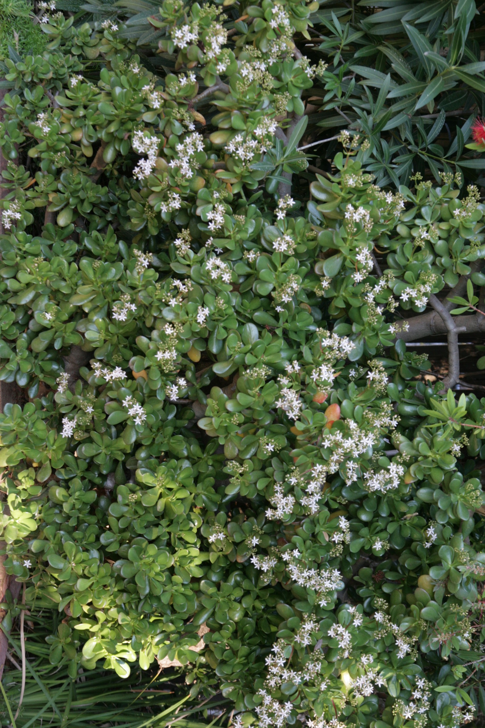 Foliage and flowers of jade plant.