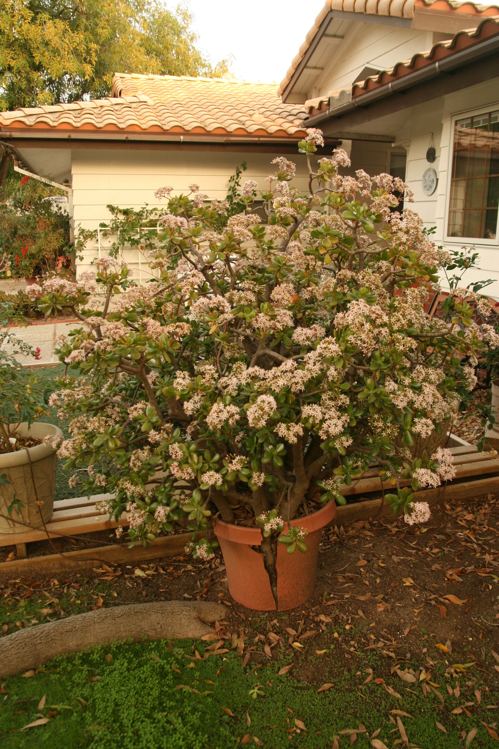 Plants can remain in containers for a long time, becoming root bound and top-heavy.