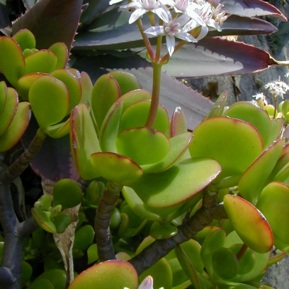 The rounded, fleshy leaves.