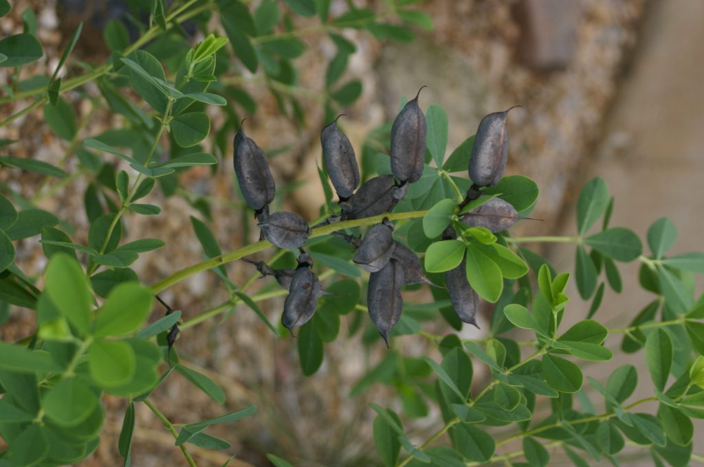 Blue False Indigo, <em>Baptisia australis</em>‘ loading=’lazy’ /></a></div><h3><a class = 
