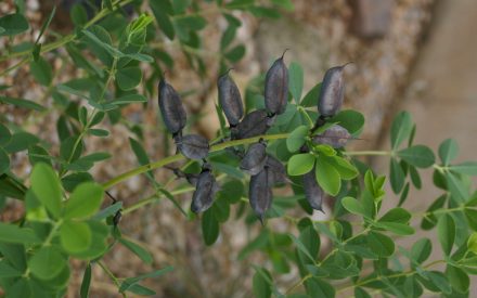 image of seed pods,baptisia