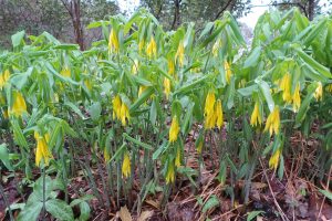 Uvularia grandiflora