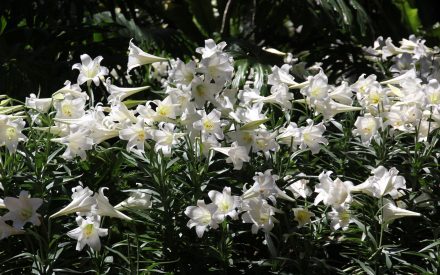 Tips for Buying and Caring for Easter Lilies