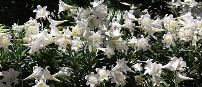Easter Lily, Lilium longiflorum
