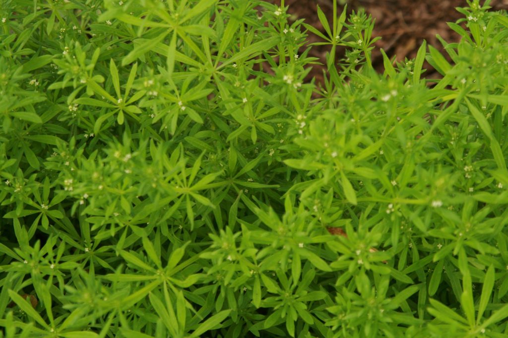 Catchweed Bedstraw, Galium aparine