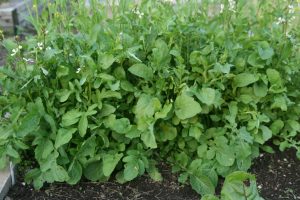 Spice Pages: Rocket (Eruca sativa, Sisymbrium officinale, rucola, arugula)