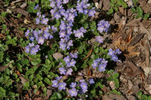 creeping speedwell ground cover