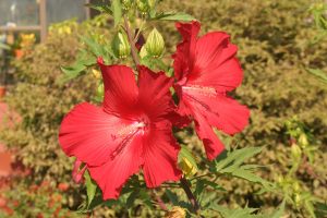 Hibiscus 'Lord Baltimore' – Wisconsin Horticulture