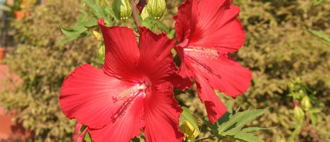 Hibiscus ‘Lord Baltimore’