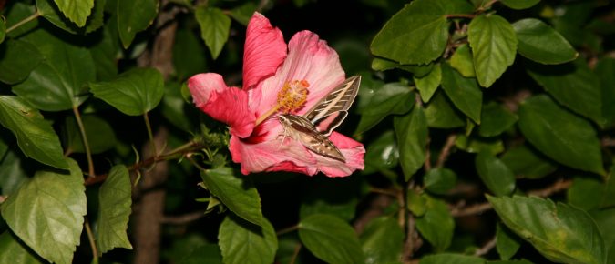 White-lined Sphinx Moth, Hyles lineata