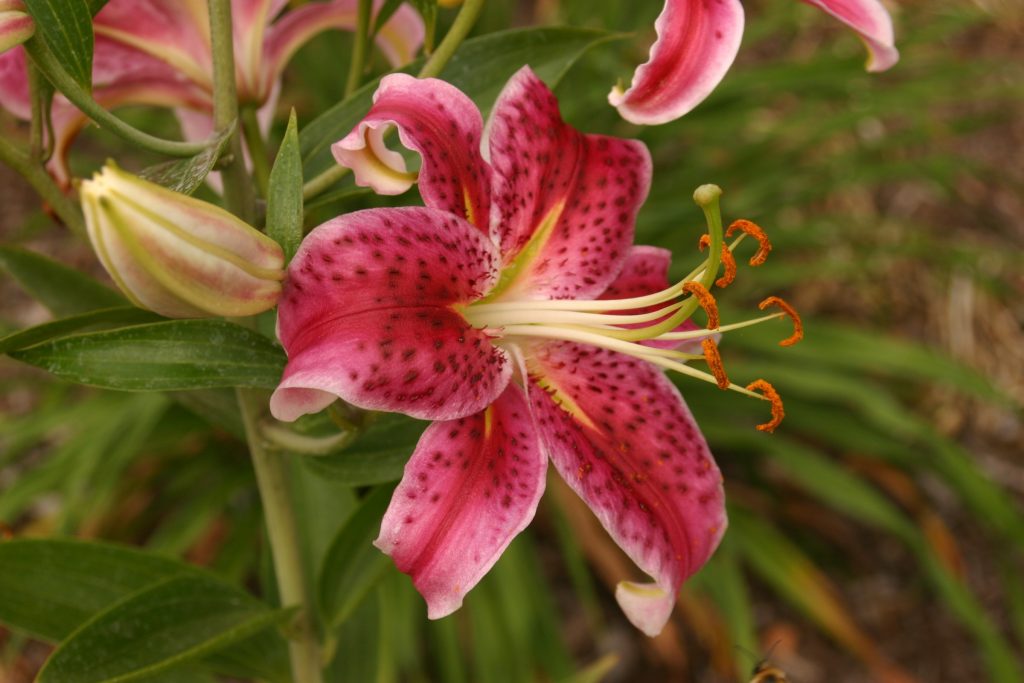 'Stargazer' Lily