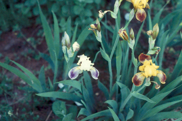 Dividing Bearded Iris