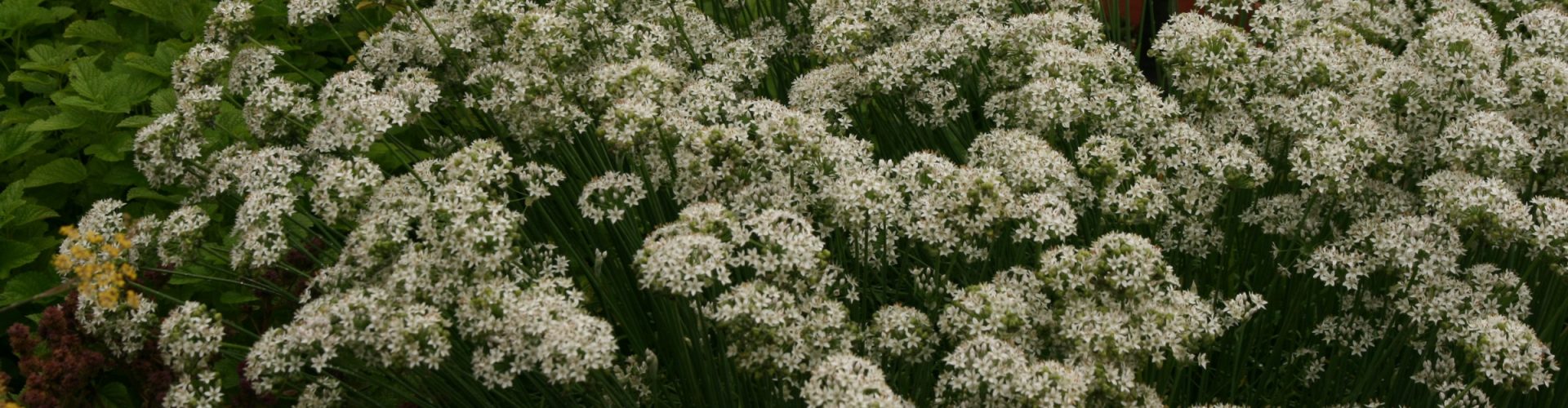 image of plant