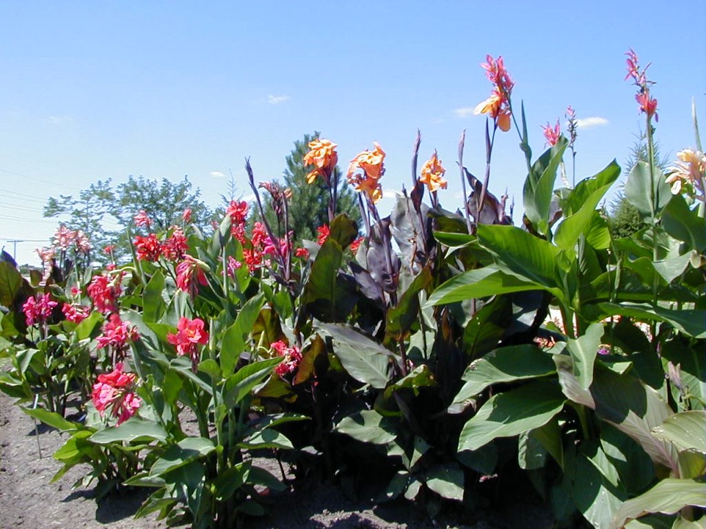 Storing Tender “Bulbs” for Winter