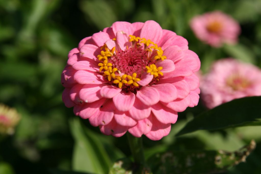 Zinnias
