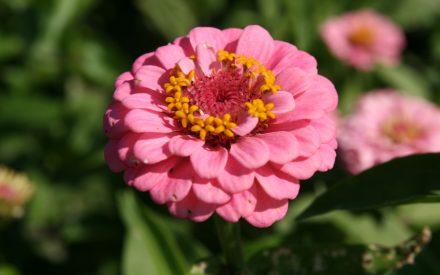 Zinnias